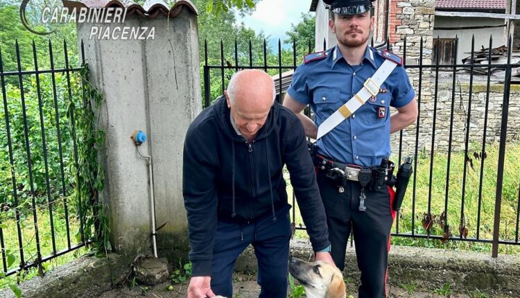 Morfasso, due cani scappano di casa e vagano sul ciglio della strada: salvati dai Carabinieri