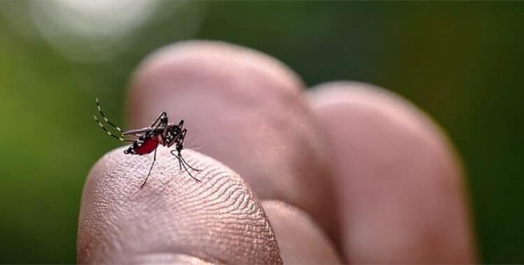 Caso di Dengue ad Albareto, al via i trattamenti.