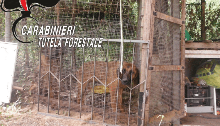 Alvignano, due cani chiusi in gabbia e malnutriti: sequestrati i cani e denunciato il proprietario