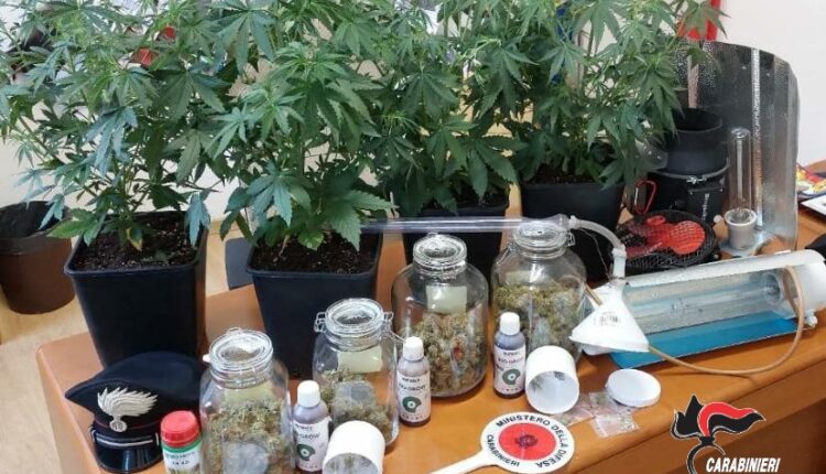 Forlimpopoli: cercano una borsa rubata e trovano una serra per la coltivazione della marijuana.