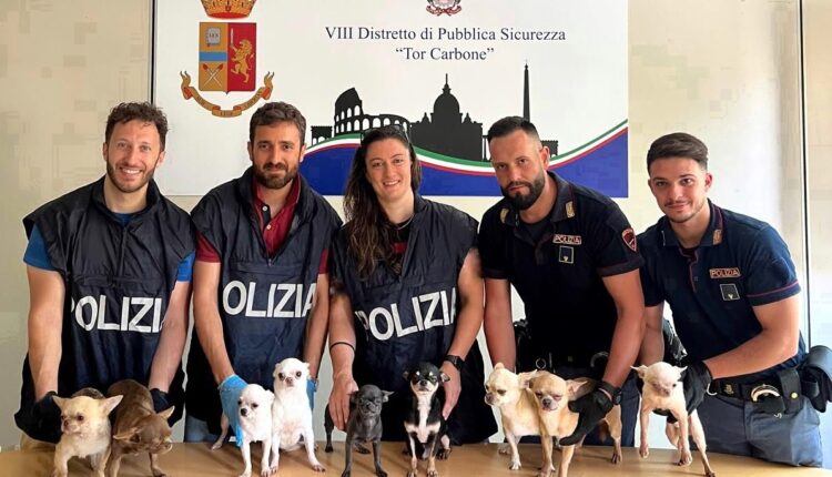 Roma, 9 cuccioli di Chihuahua chiusi in auto: denunciata la proprietaria