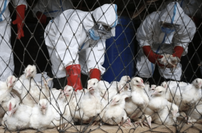 L Unione europea firma un maxi contratto per il vaccino contro l aviaria