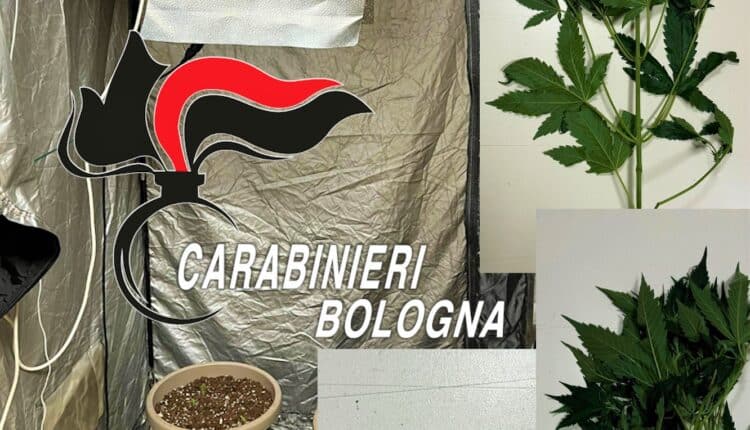 Ozzano dell'Emilia: deferito 34enne per lesioni per lesioni aggravate e coltivazione di sostanze stupefacenti.