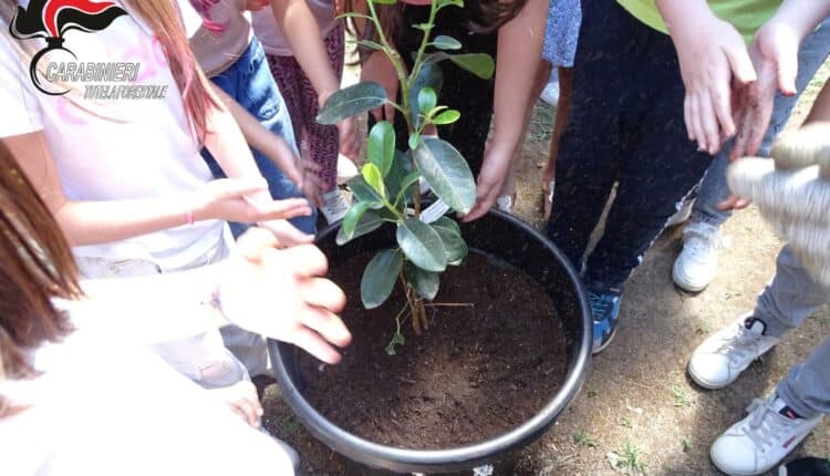 Palermo: i Carabinieri forestali mettono a dimora una talea dell'Albero Falcone.