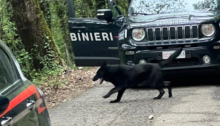 Spoleto: i Carabinieri eseguono un servizio straordinario di controllo del territorio in area boschiva.