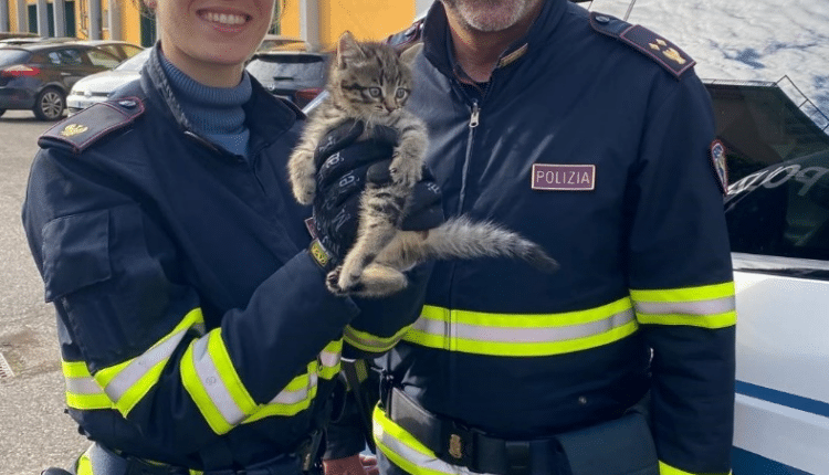 Venezia: gattina in fuga, pattuglia della Polizia stradale salva ed adotta "Camilla".