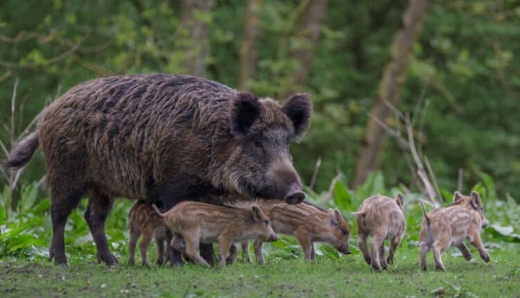 La Regione Emilia Romagna conferma il suo impegno al contrasto della Peste suina e stanzia 285mila euro