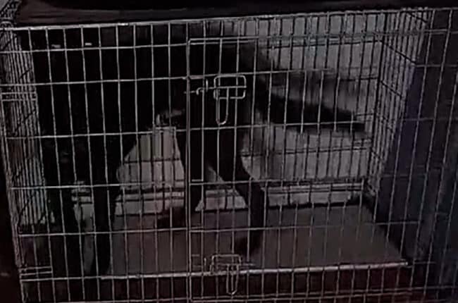 Pavia, sequestrati e salvati dall'OIPA due cani che vivevano in un incubo: denunciato il proprietario per maltrattamenti