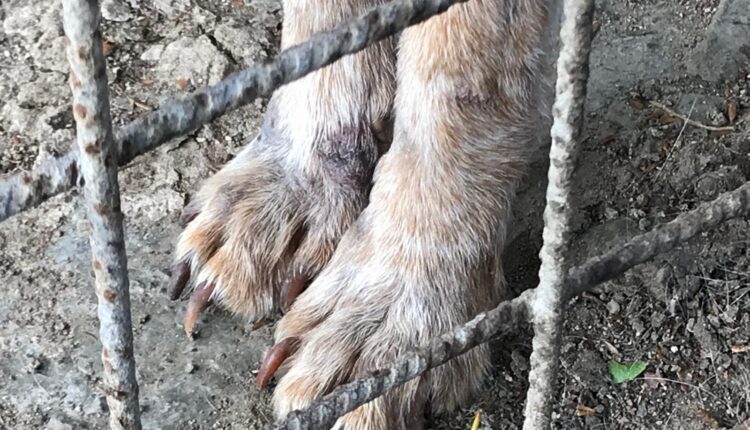 Livorno, sequestrati dieci cani denutriti e costretti a vivere tra escrementi e rifiuti: denunciato il proprietario