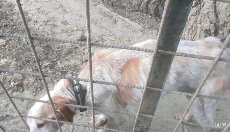 Livorno, sequestrati dieci cani denutriti e costretti a vivere tra escrementi e rifiuti: denunciato il proprietario