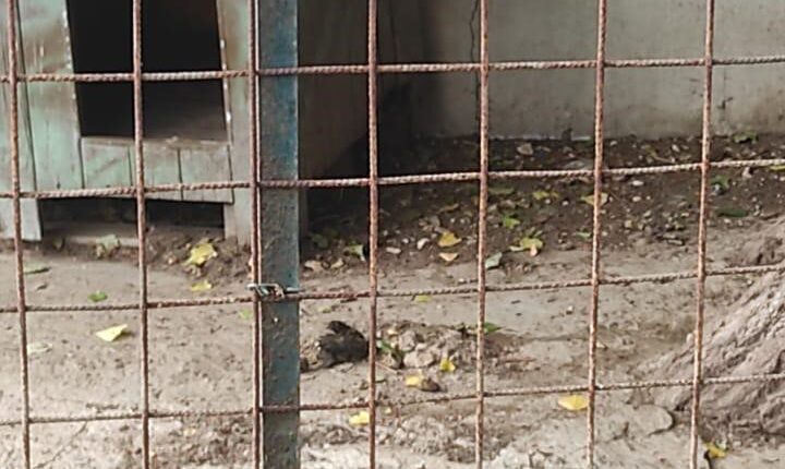 Livorno, sequestrati dieci cani denutriti e costretti a vivere tra escrementi e rifiuti: denunciato il proprietario