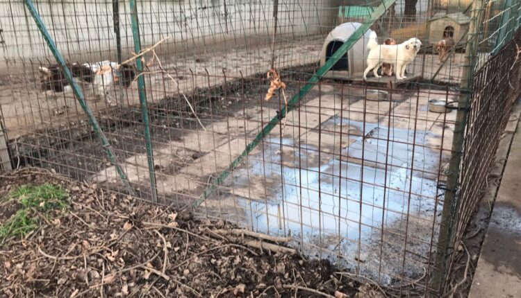 Livorno, sequestrati dieci cani denutriti e costretti a vivere tra escrementi e rifiuti: denunciato il proprietario