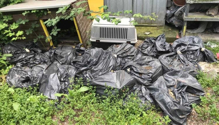 Livorno, sequestrati dieci cani denutriti e costretti a vivere tra escrementi e rifiuti: denunciato il proprietario