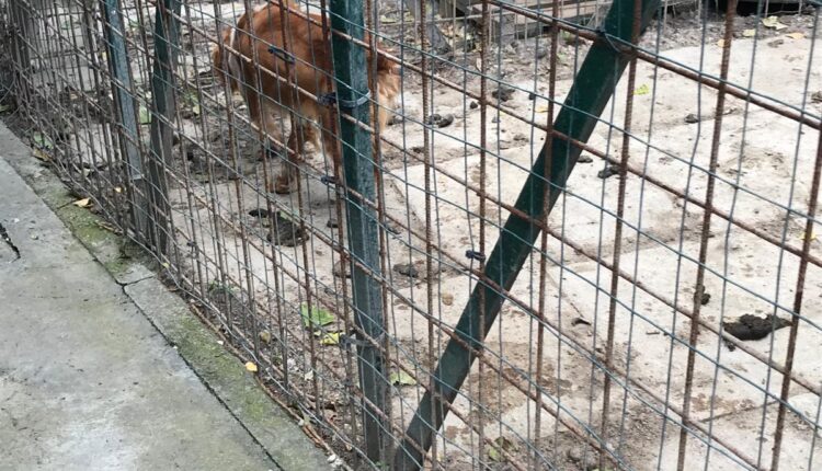 Livorno, sequestrati dieci cani denutriti e costretti a vivere tra escrementi e rifiuti: denunciato il proprietario