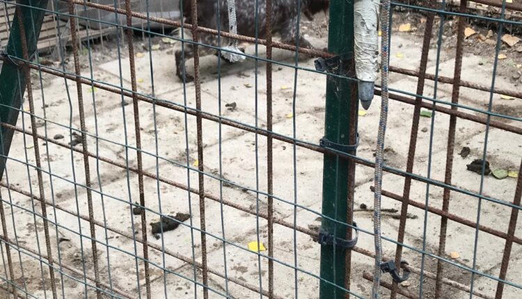 Livorno, sequestrati dieci cani denutriti e costretti a vivere tra escrementi e rifiuti: denunciato il proprietario