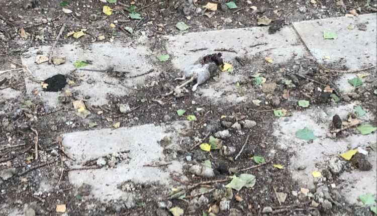 Livorno, sequestrati dieci cani denutriti e costretti a vivere tra escrementi e rifiuti: denunciato il proprietario