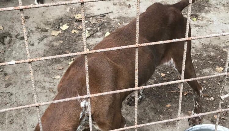 Livorno, sequestrati dieci cani denutriti e costretti a vivere tra escrementi e rifiuti: denunciato il proprietario