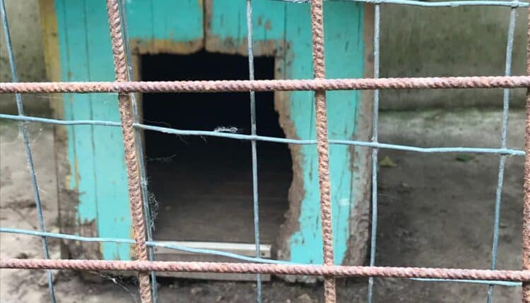 Livorno, sequestrati dieci cani denutriti e costretti a vivere tra escrementi e rifiuti: denunciato il proprietario