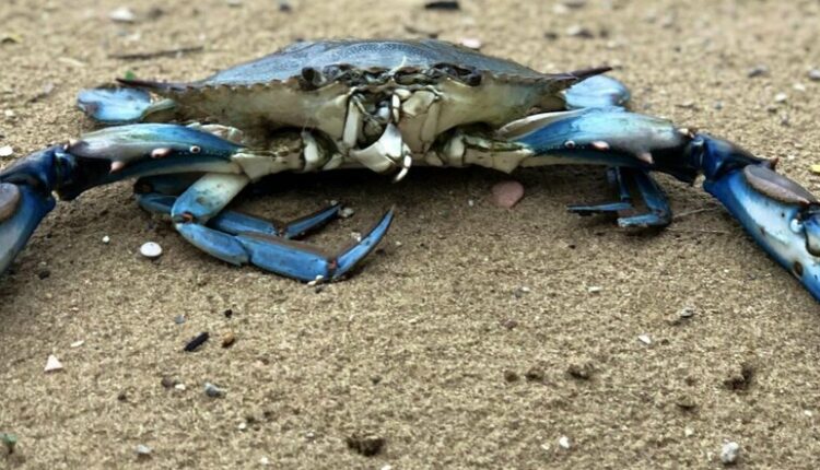 La Regione Emilia Romagna dona un milione di euro per sostenere le imprese per lo smaltimento del granchio blu