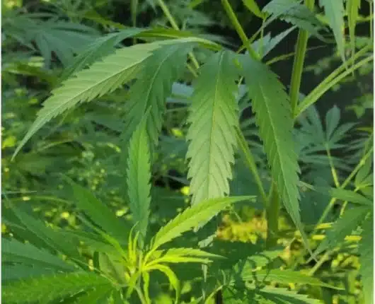 Airola: coltivava marijuana nel terreno di casa, arrestato.