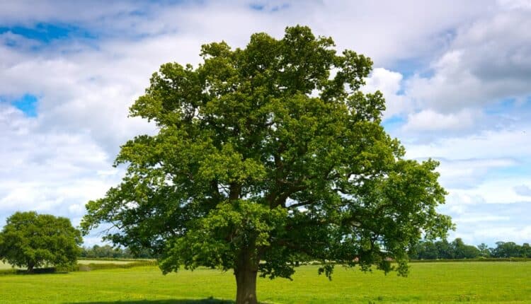 La Regione Emilia Romagna investe sugli alberi e lancia due nuovi bandi