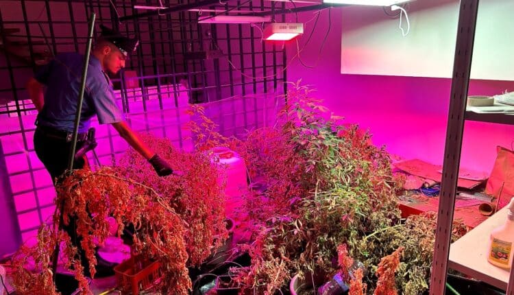 Faenza, una vera e propria serra di marijuana nel suo appartamento in centro. Arrestato 39enne