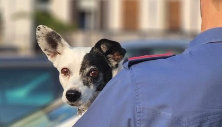 Gorizia: denunciati due turisti per per maltrattamento e abbandono di animale. Avevano lasciato il cane chiuso in macchina