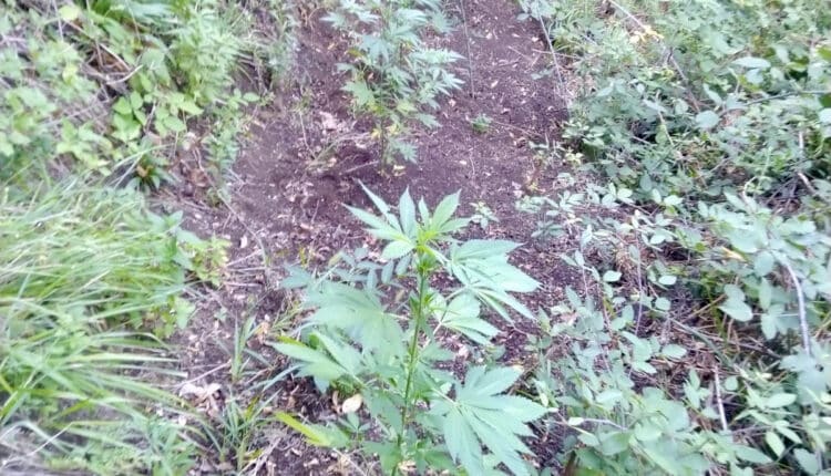 Castellammare e Gragnano: trovate 100 piante di canapa indiana. Distrutte dalla Polizia dopo il campionamento