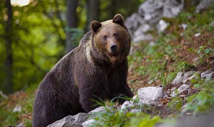 Trentino Alto Adige: le associazioni Leal e Leidaa chiedono il sequestro conservativo dell'orsa KJ1 per salvarla dall'abbattimento