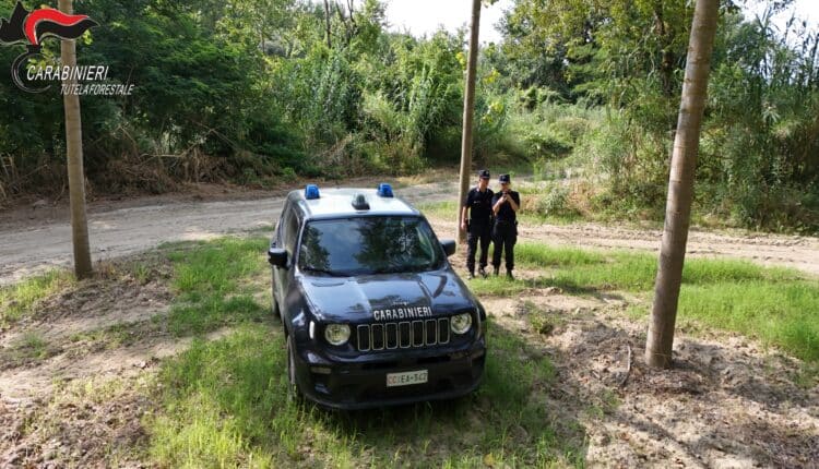 Alessandria e Asti: ettari abusivamente occupati vicino ai fiumi. Sanzioni superiori a 27.000 Euro 10