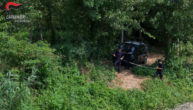 Alessandria e Asti: ettari abusivamente occupati vicino ai fiumi. Sanzioni superiori a 27.000 Euro 13