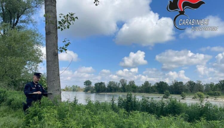 Alessandria e Asti: ettari abusivamente occupati vicino ai fiumi. Sanzioni superiori a 27.000 Euro 6