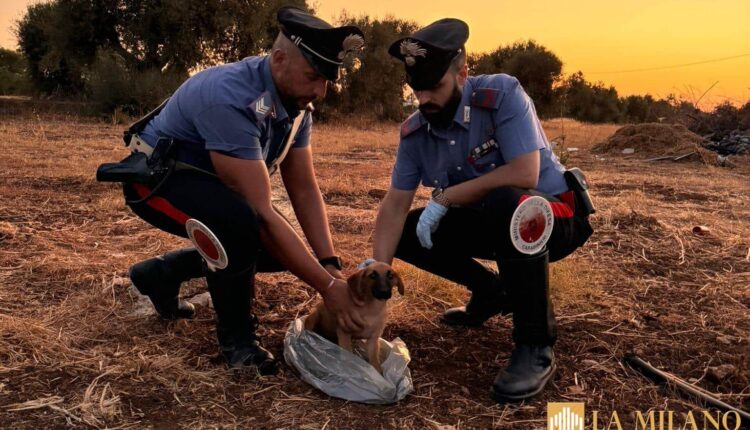 Floridia: chiuso in un sacchetto di plastica e abbandonato, cucciolo di cane salvato dai Carabinieri.