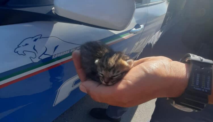 Roma, la Polizia di Stato lancia una campagna contro l'abbandono degli animali