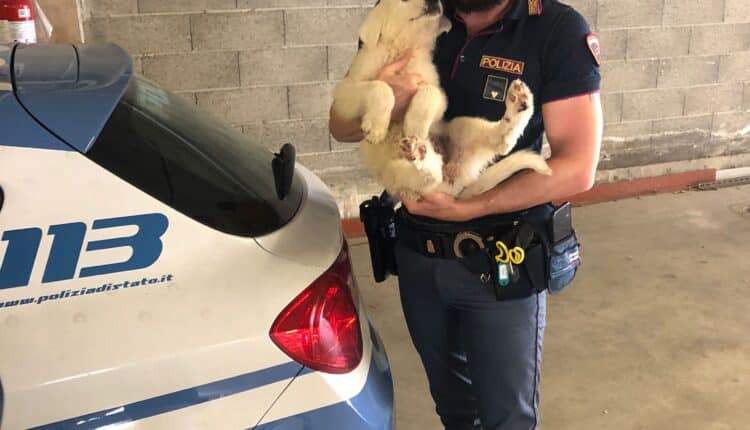 Roma, la Polizia di Stato lancia una campagna contro l'abbandono degli animali