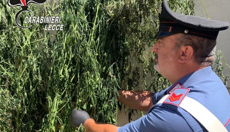 Montesano Salentino: coltivava marijuana in due serre nel giardino di casa, arrestato.