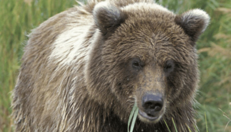 Orsi trentini, sospesa l ordinanza che voleva morta una mamma orsa. Oipa Fugatti cambi la sua strategia antiorso
