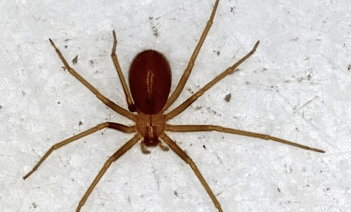 Palermo, muore un carabiniere morso da un ragno violino