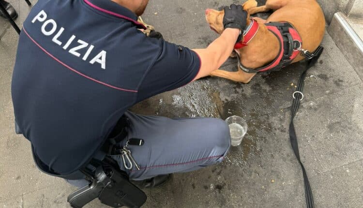 Roma: la Polizia di Stato ha rintracciato un senza fissa dimora che aveva picchiato e gettato in un cassonetto il proprio cane, denunciato.