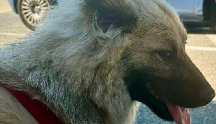 Torino: rubano un camper con all'interno Tais un cucciolo di cane di razza Erausie prontamente salvato dalla Polizia