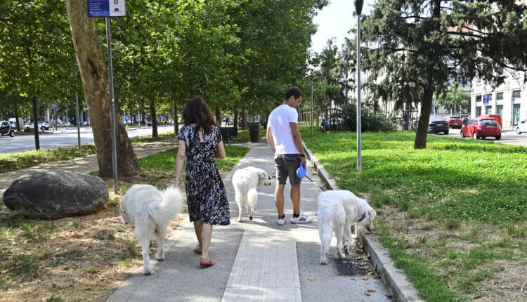 Milano: 2,5 Km di percorsi ciclabili su Corso Sempione, l'assessora Censi: "Intervento che rappresenta il modello di città che vogliamo" 6