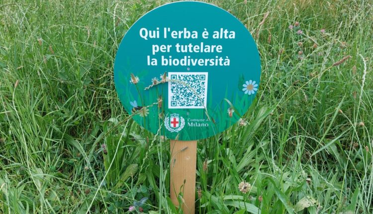 Milano: Il Comune prosegue con la sperimentazione degli sfalci ridotti nelle aree verdi.