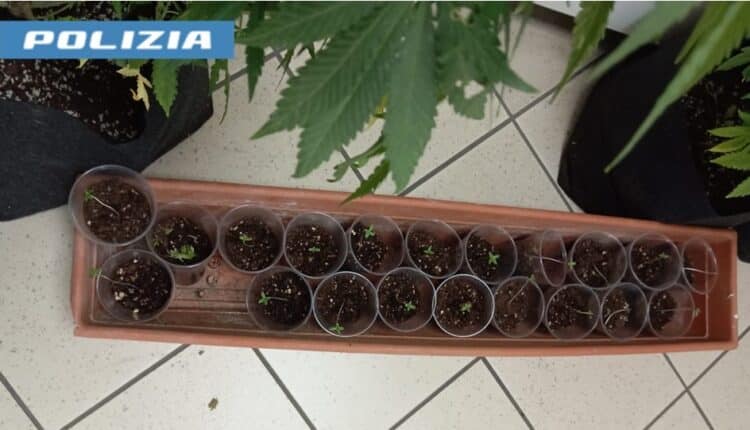 Taranto: scoperta dalla Polizia di Stato una piantagione di marijuana, un arrestato un 31enne tarantino.