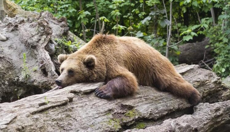 Trento: orsi trentini, L'OIPA chiede di conoscere l'identità dell'orsa trovata morta con un suo cucciolo non lontano dal luogo del presunto attacco al turista francese.