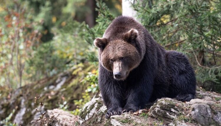 Un turista aggredito e ferito da un orso a Dro, in Trentino. Riportate ferite agli arti.