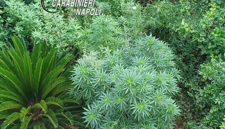 Ercolano, spaccio di droga: due denunce e un sequestro