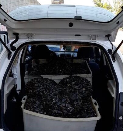 Taranto: grazie al progetto "estate Sicura 2024" continuano i controlli ai prodotti ittici. Sequestrati 300kg di cozze nere e 100kg di mitili