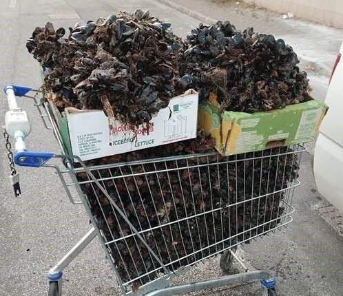 Taranto: grazie al progetto "estate Sicura 2024" continuano i controlli ai prodotti ittici. Sequestrati 300kg di cozze nere e 100kg di mitili 3