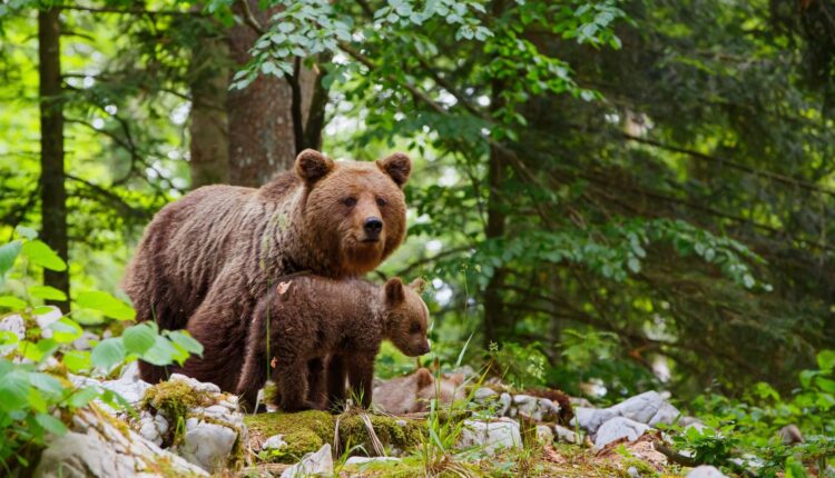 Trentino Alto Adige: il Tar accoglie il ricorso. É stata sospesa la seconda ordinanza di abbattimento dell'orsa Kj1