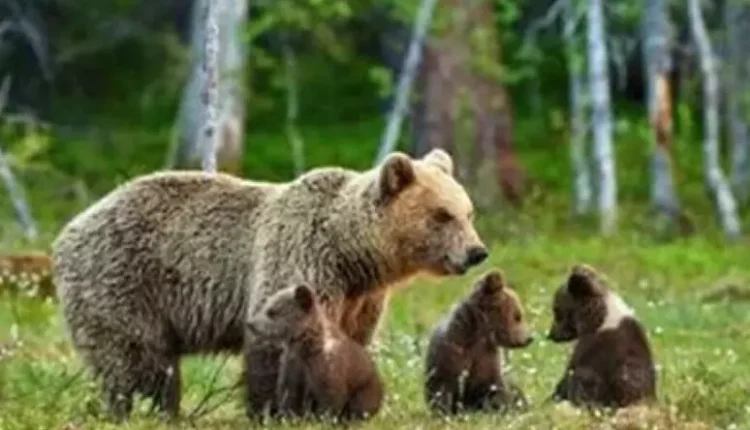 Uccisa l'orsa Kj1: il ministro Pichetto critica l'uccisione. Le associazione animaliste insorgono contro Fugatti